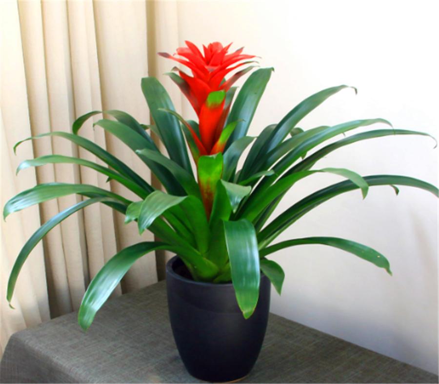 养最美年宵花鸿运当头,学会4个“巧办法”,叶子油绿开花多