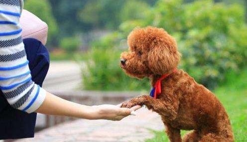 泰迪舔主人身体代表什么,泰迪犬舔毛怎么回事