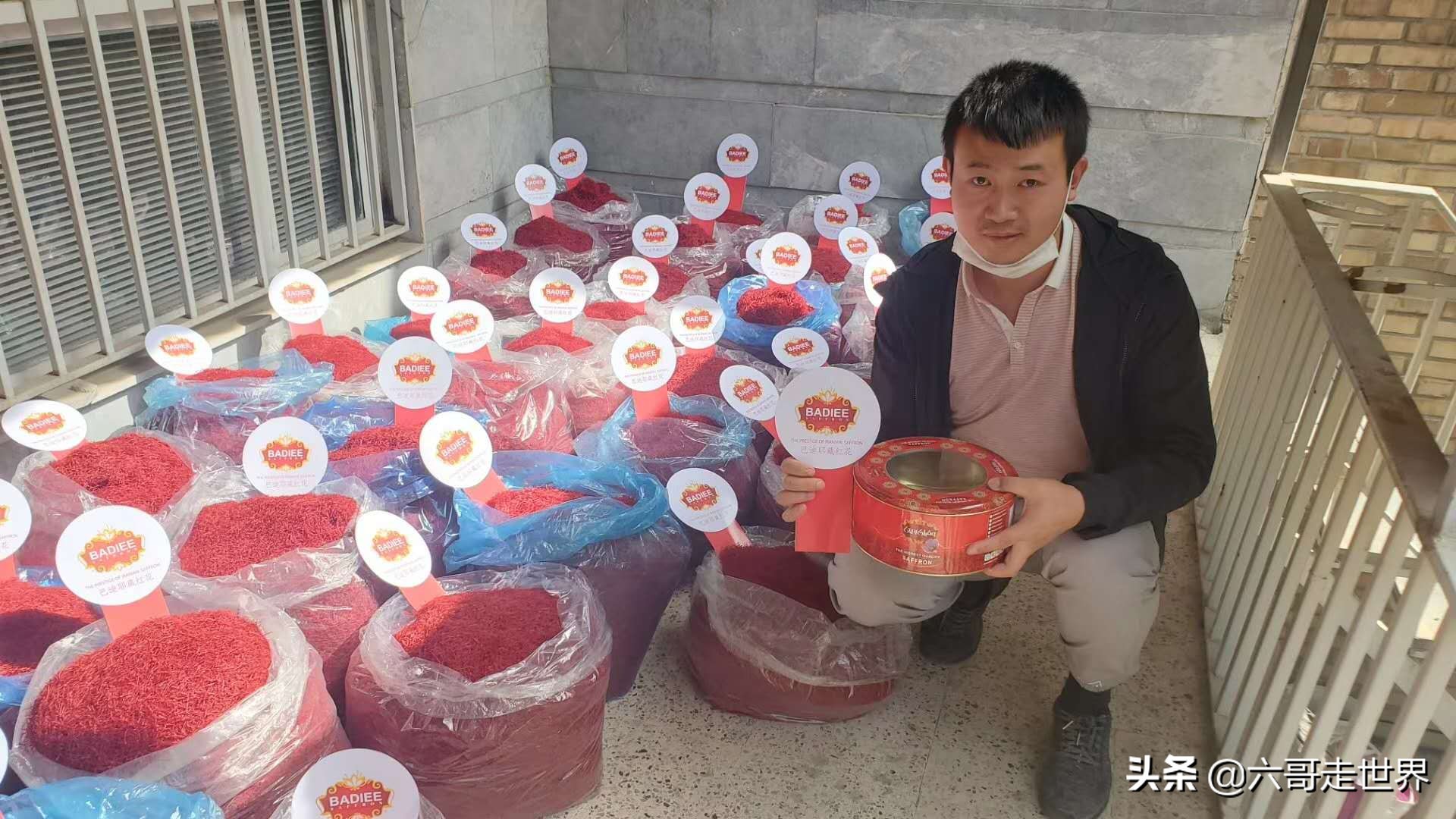 伊朗藏红花丰收季,伊朗红花采摘季