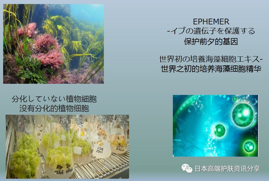 日本海洋幸福面膜如何使用,小仙女们面膜