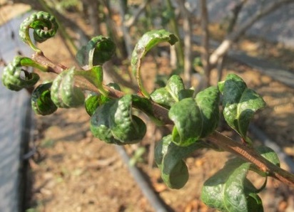 蓝莓上有蚜虫怎么办,蓝莓树上有小飞虫是怎么回事