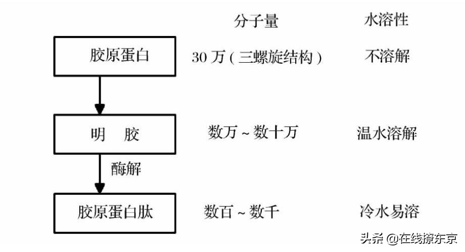 胶原蛋白肽源头,胶原蛋白原料的来源