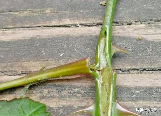 对付月季茎蜂，用钢针扎，多扎几次，掌握了技巧一扎一个准