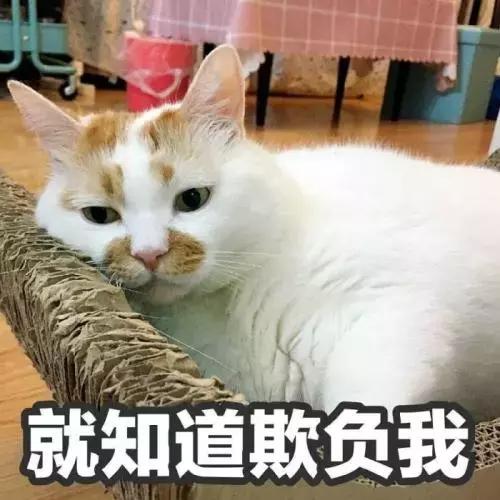 猫咪舔人又咬是什么意思啊,猫咪拿舌头舔主人的手代表什么