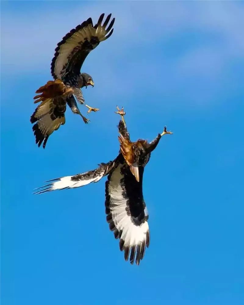 鹰姿风采,英姿飒爽