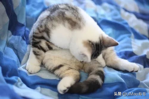 为啥猫猫拉完粑粑之后会疯跑,猫猫每次拉完屎就疯跑