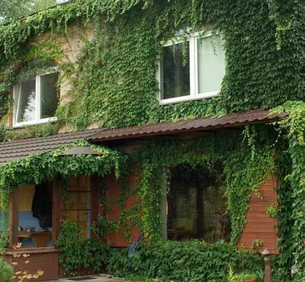 不伤墙体的爬藤植物,可以爬满整个房子的长青爬藤植物