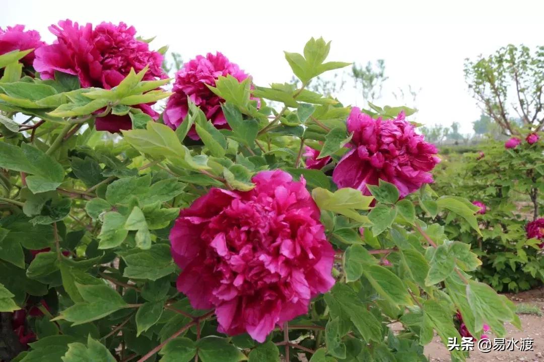 易县狼牙山小火车,河北保定易县火车