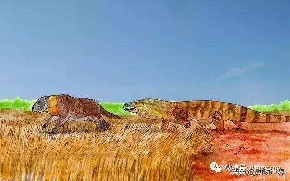 地球上的顶级掠食者,人类是地球上最顶级的掠食者