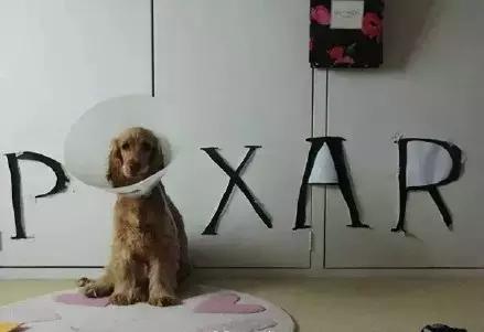 遇见流浪动物怎么办,遇见流浪狗怎么救助