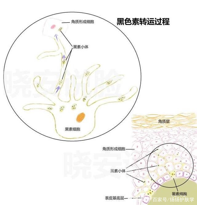 美白成分烟酰胺熊果苷会不会长毛,熊果苷成分的美白产品