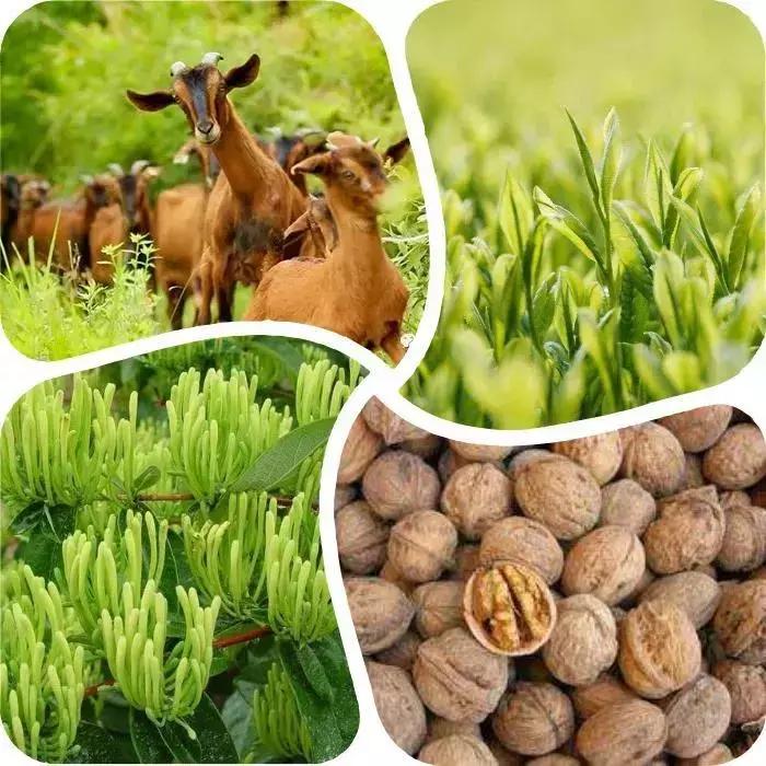 巴中南江要火了！入选国家生态示范县