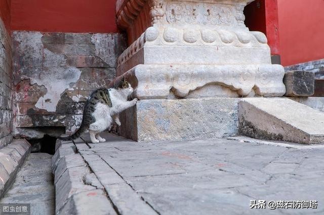 一只猫是如何影响皇位的继承？古代养猫那些事
