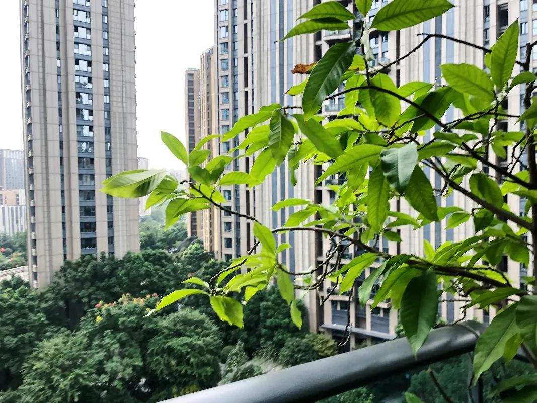 上千人带小板凳通宵排队买的万家花城，热带风情园林太经典