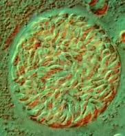 怀孕了还是想养猫猫狗狗怎么办?华西专家:可以养,但绝不能随便养!