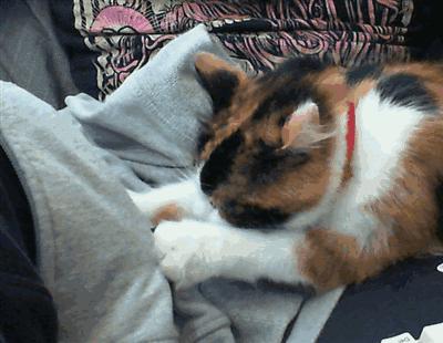 猫咪踩奶的行为是想妈妈了吗,如何看待猫咪踩奶