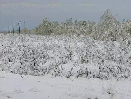 1816年真的没有夏天吗,中国饥荒年代的情形