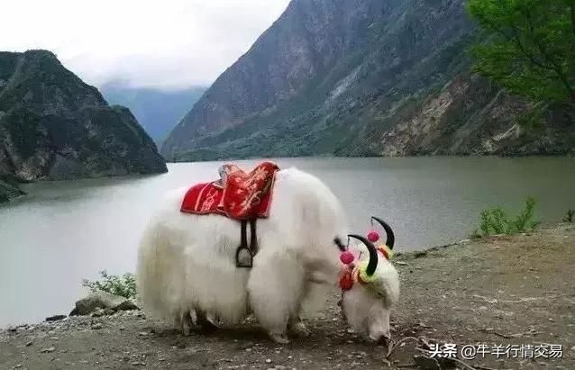 牛常见品种有哪些,牛的品种介绍及图片