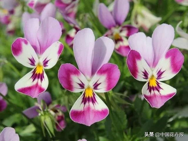 小兔子为什么有不同颜色的眼睛,为什么小兔子都那么可爱