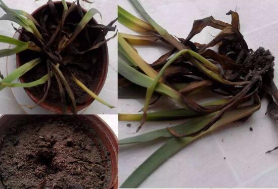 吊兰烂根了怎么办,吊兰烂根什么原因