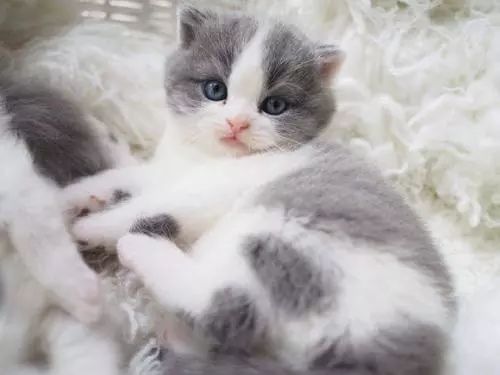 养猫怎样照顾猫,刚刚领养幼猫怎么养