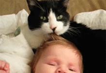 为什么挠猫咪肚皮猫咪会想咬人,摸猫咪的时候猫咪咬人啥意思