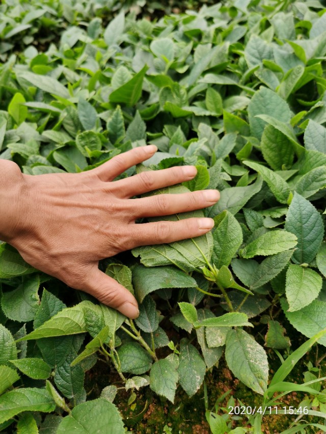 五指毛桃种苗繁殖方法,五指毛桃种苗