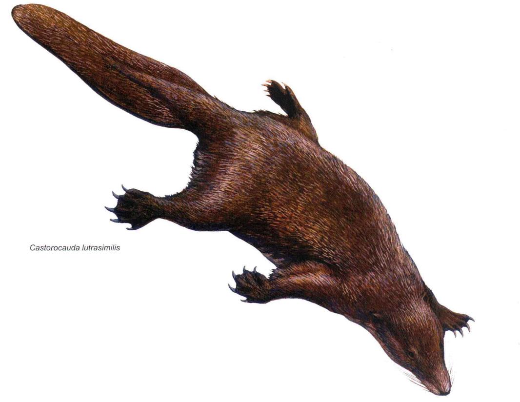 蜥蜴是怎么进化成哺乳动物,蜥蜴是怎么进化的