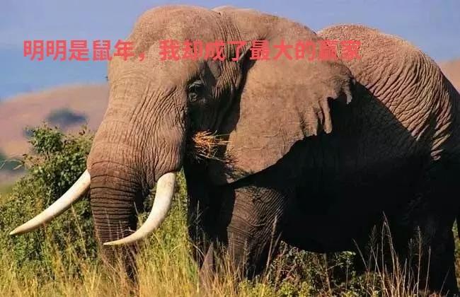 各大奢侈品龙年限定,奢侈品牌新春限定