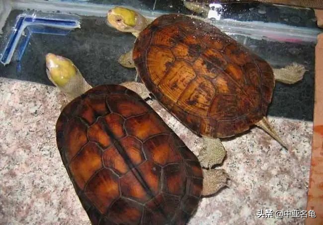 为什么同一品种的石金钱龟打架,石金钱龟是保护动物吗