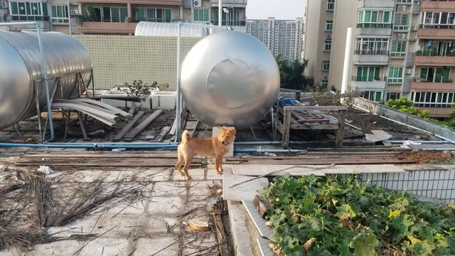 为什么要在天台种菜,天台种菜合适吗