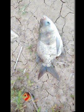 杀猪搞笑图gif,杀猪的照片搞笑图片