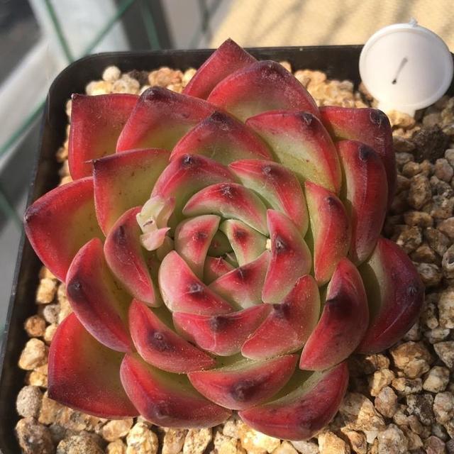 多肉蒂亚火焰好养吗,多肉阳台党如何出状态