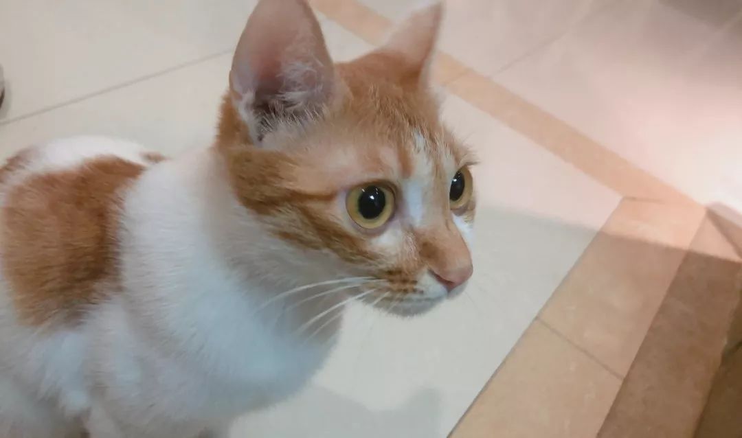 疫情家里养宠怎么消毒,养猫天天开窗通风还要消毒吗