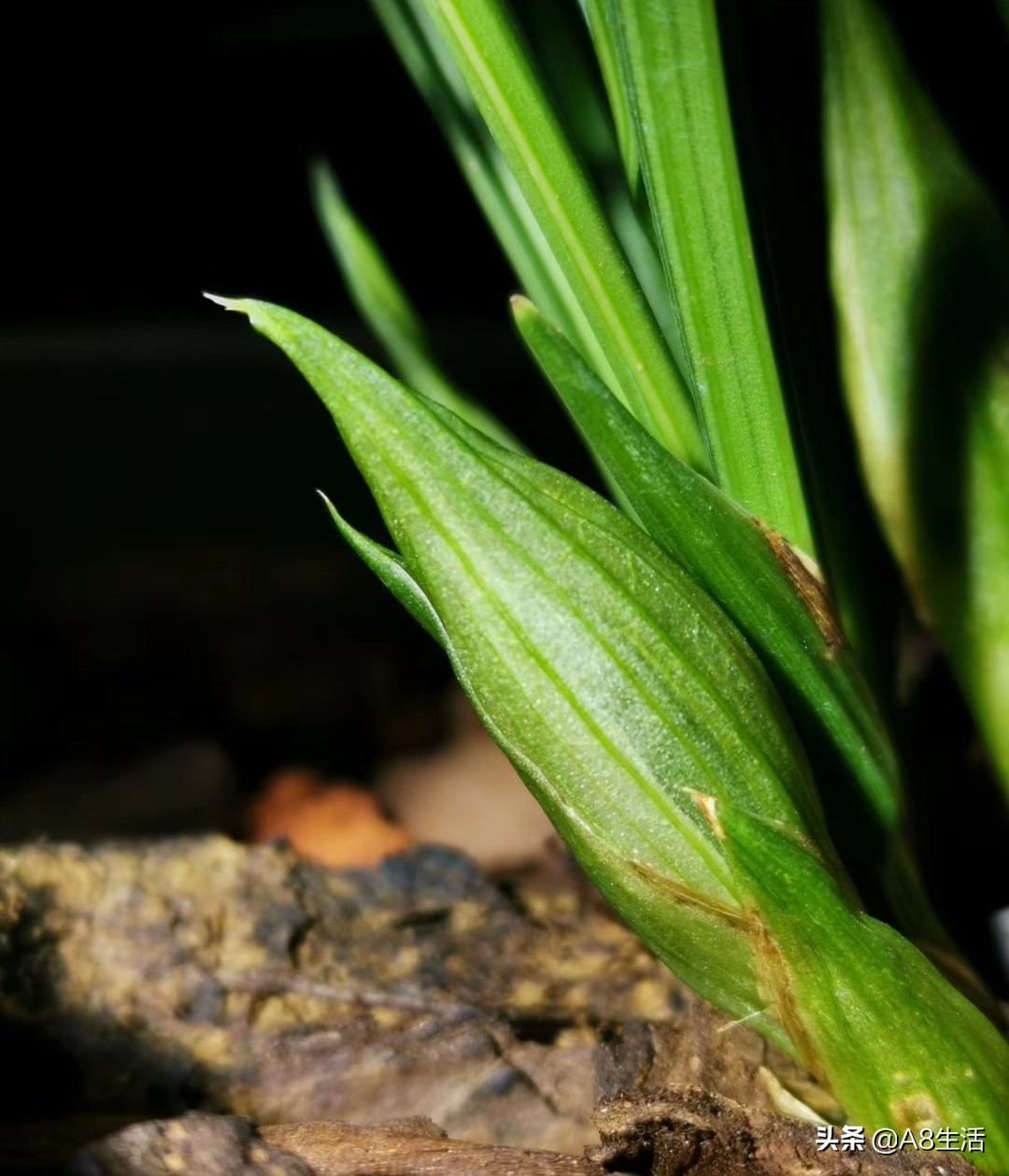 春兰张荷素兰花介绍,每日一品中国兰花春兰