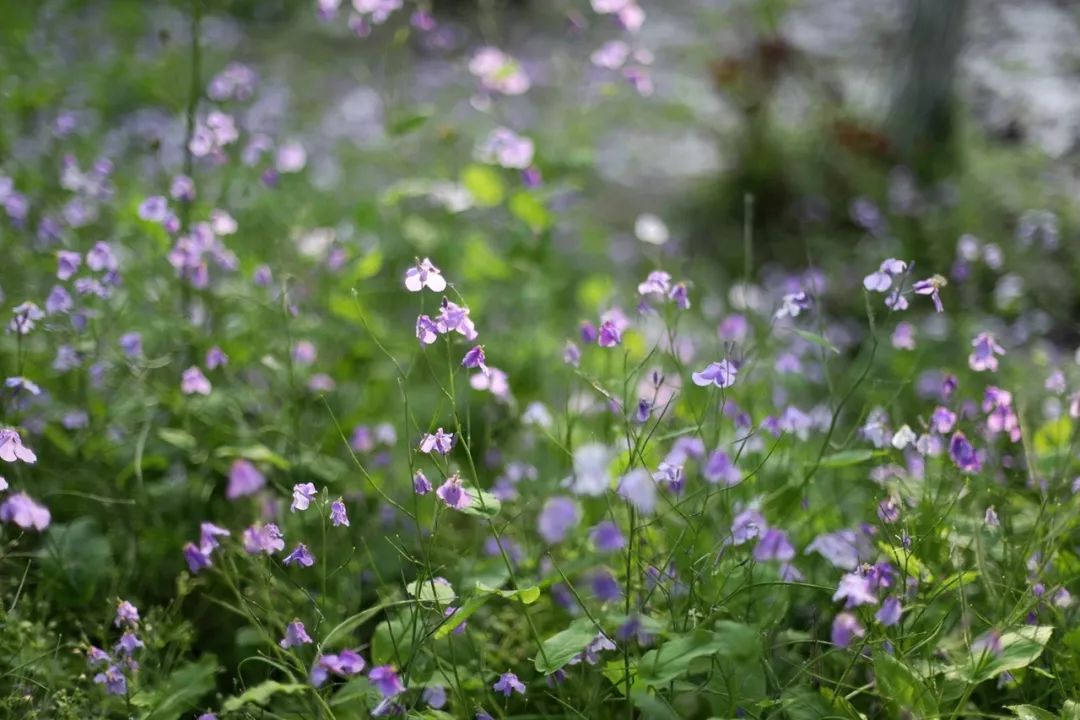 沙家浜旅游推荐,沙家浜夜游都有哪些好玩的