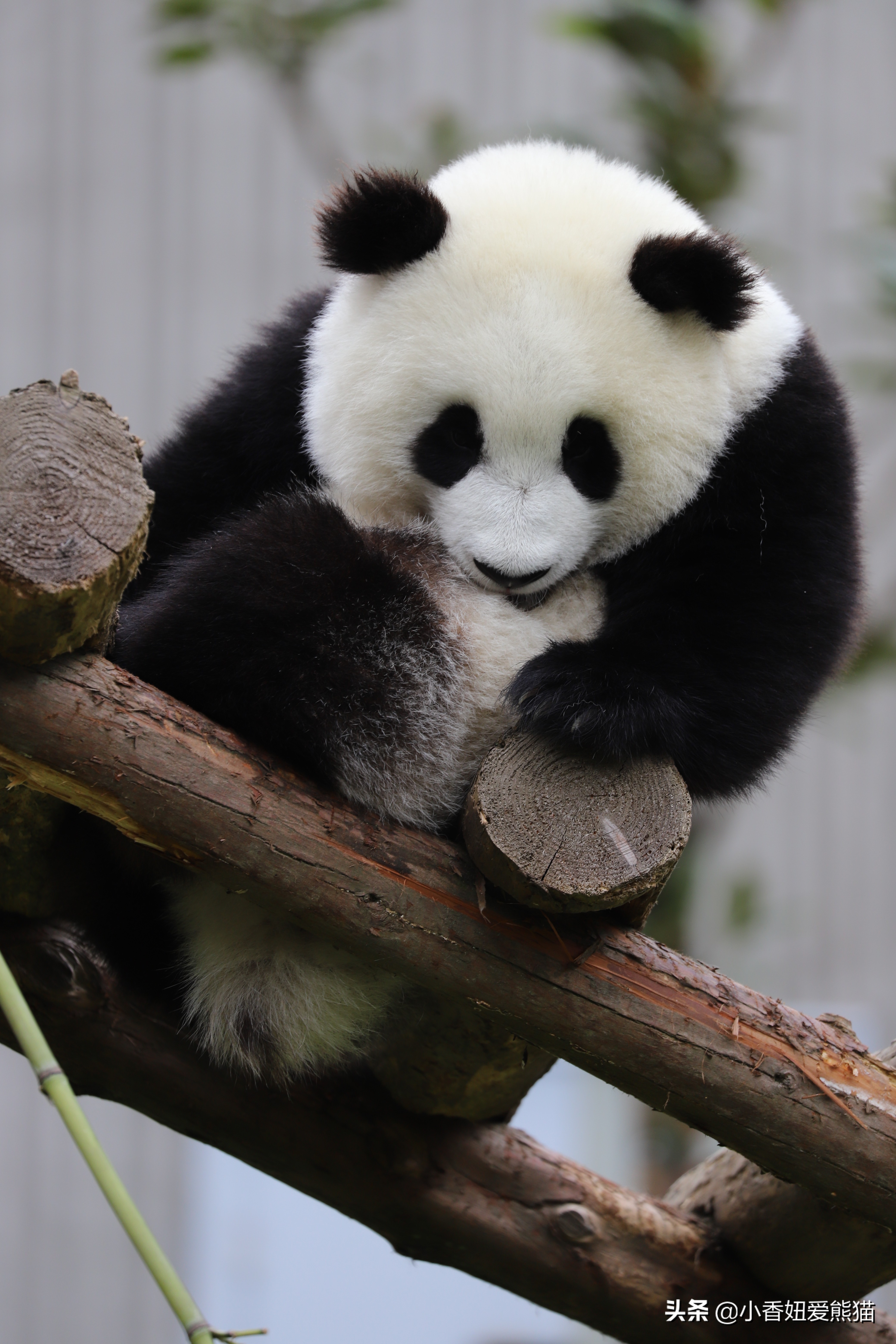 卧龙熊猫宝宝和宝力,卧龙熊猫基地熊猫宝宝