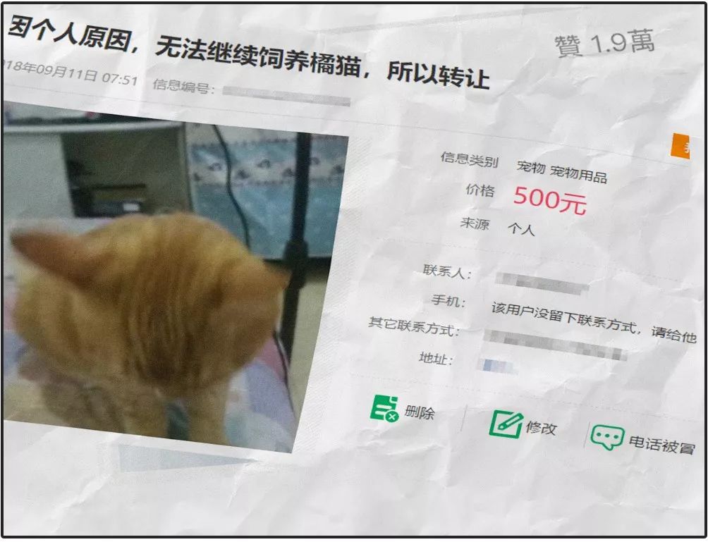 猫圈总结,猫圈玄学刚出生的猫