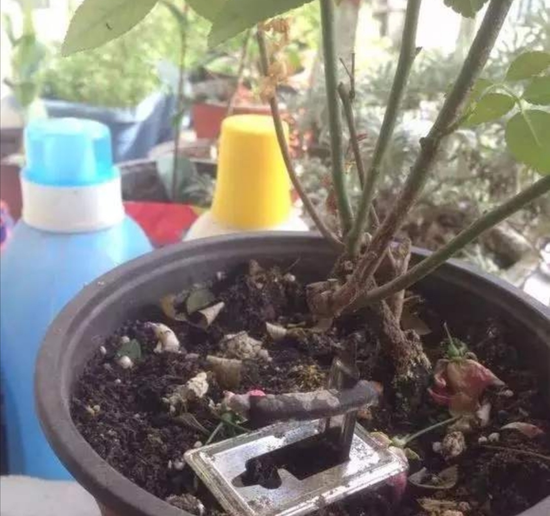 怎么预防花卉生虫,花卉里的虫子怎么治理最好