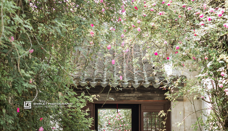 苏州旅游最不能错过的江南园林,留园拙政园是苏州著名的园林