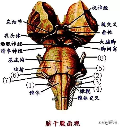 春季《高考》护理类专业知识模拟考试试题!建议收藏