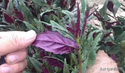 宜宾吃血皮菜中毒,儿童吃血皮菜炒猪肝