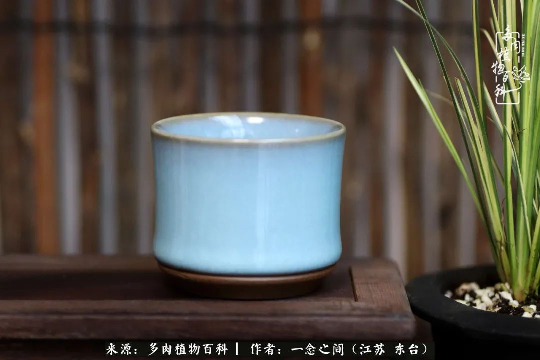 一见多肉误终生,一见多肉误终生从此入了养花坑