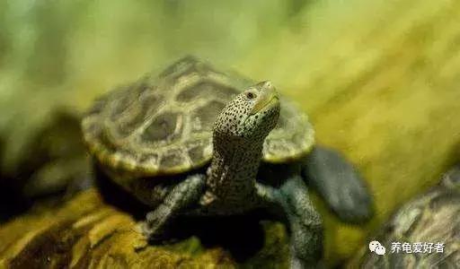 龟龟不吃东西，是不是常常困扰着你？