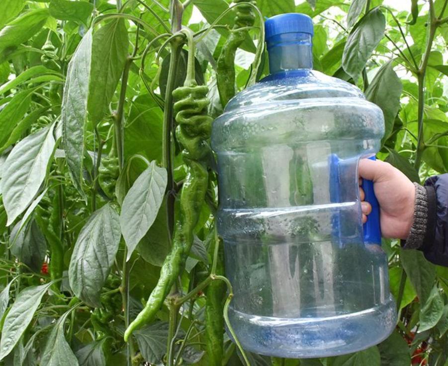 到山东不会饿着你,到山东怎么能不吃煎饼和大馒头呢