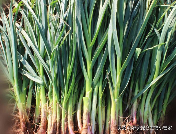 大蒜根腐病怎么治疗,大蒜根腐病怎么防治