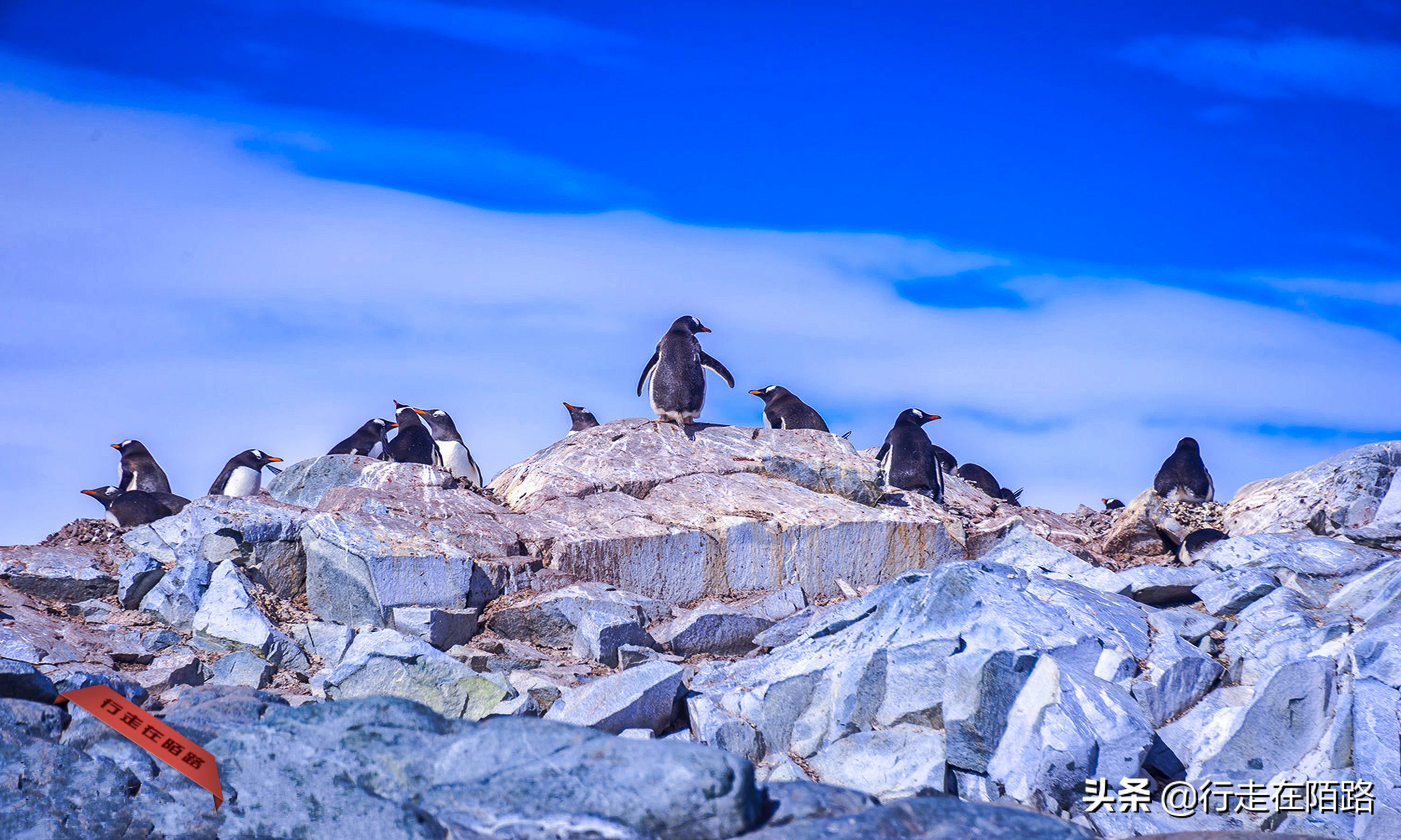 铲屎官的工资,铲屎官工资一天多少钱