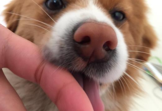 你家狗狗有这些行为你就偷着乐吧,主人做哪些动作会让狗狗开心