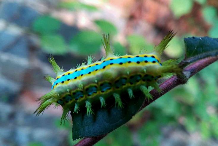 被农村辣子蛰了用什么药膏,被毛辣子蛰到的图片