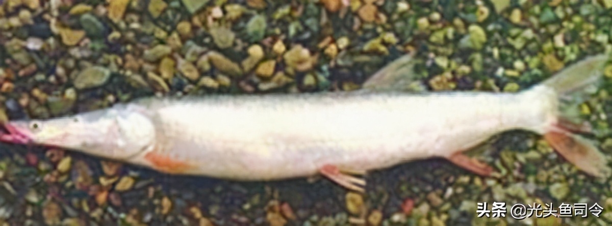 长江保护鱼类,有关长江鱼类资源保护